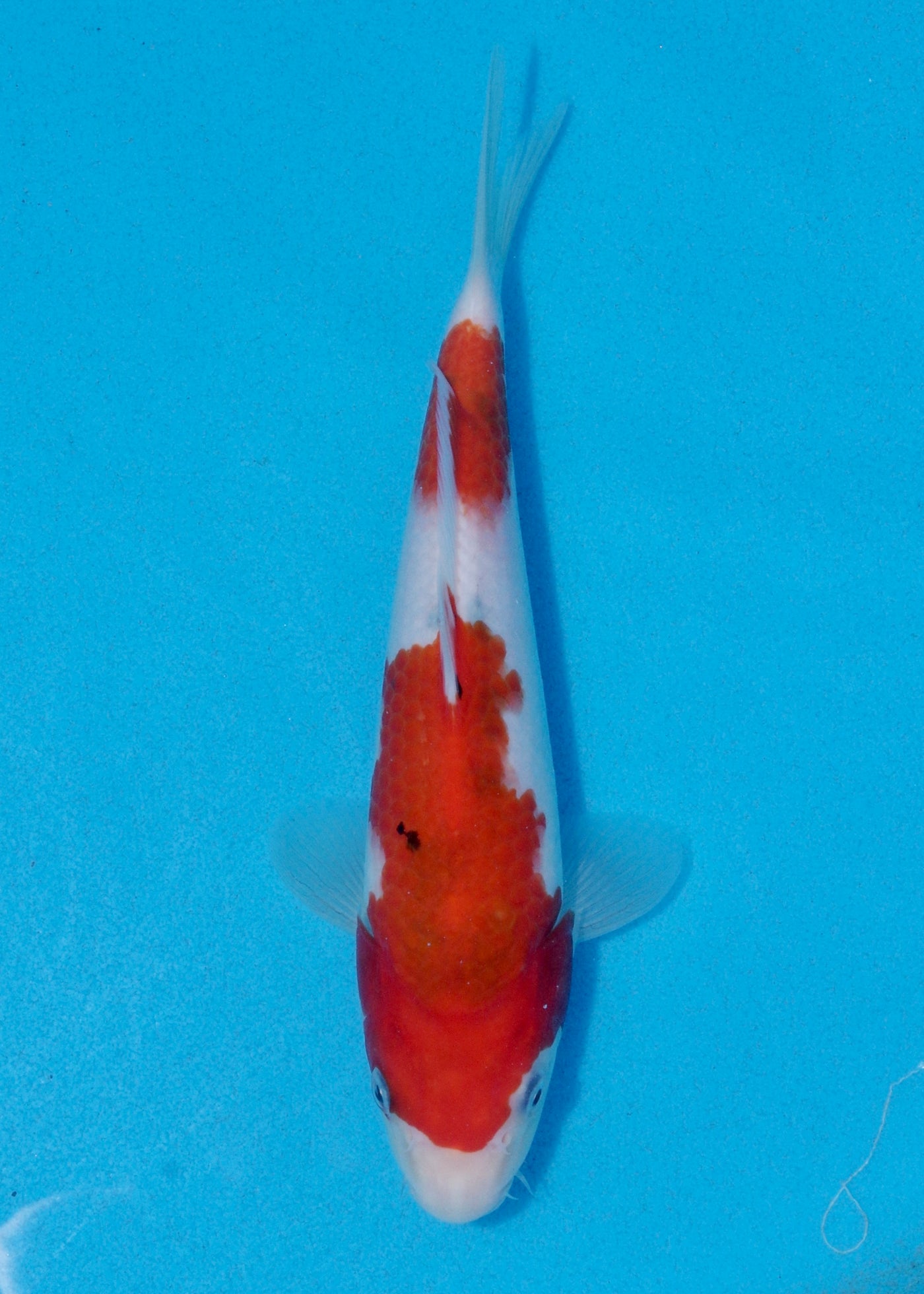 25cm Sanke (Marudo) REF - AUG036