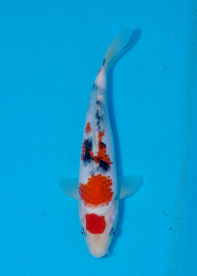23cm Sanke (Marudo) REF - AUG037