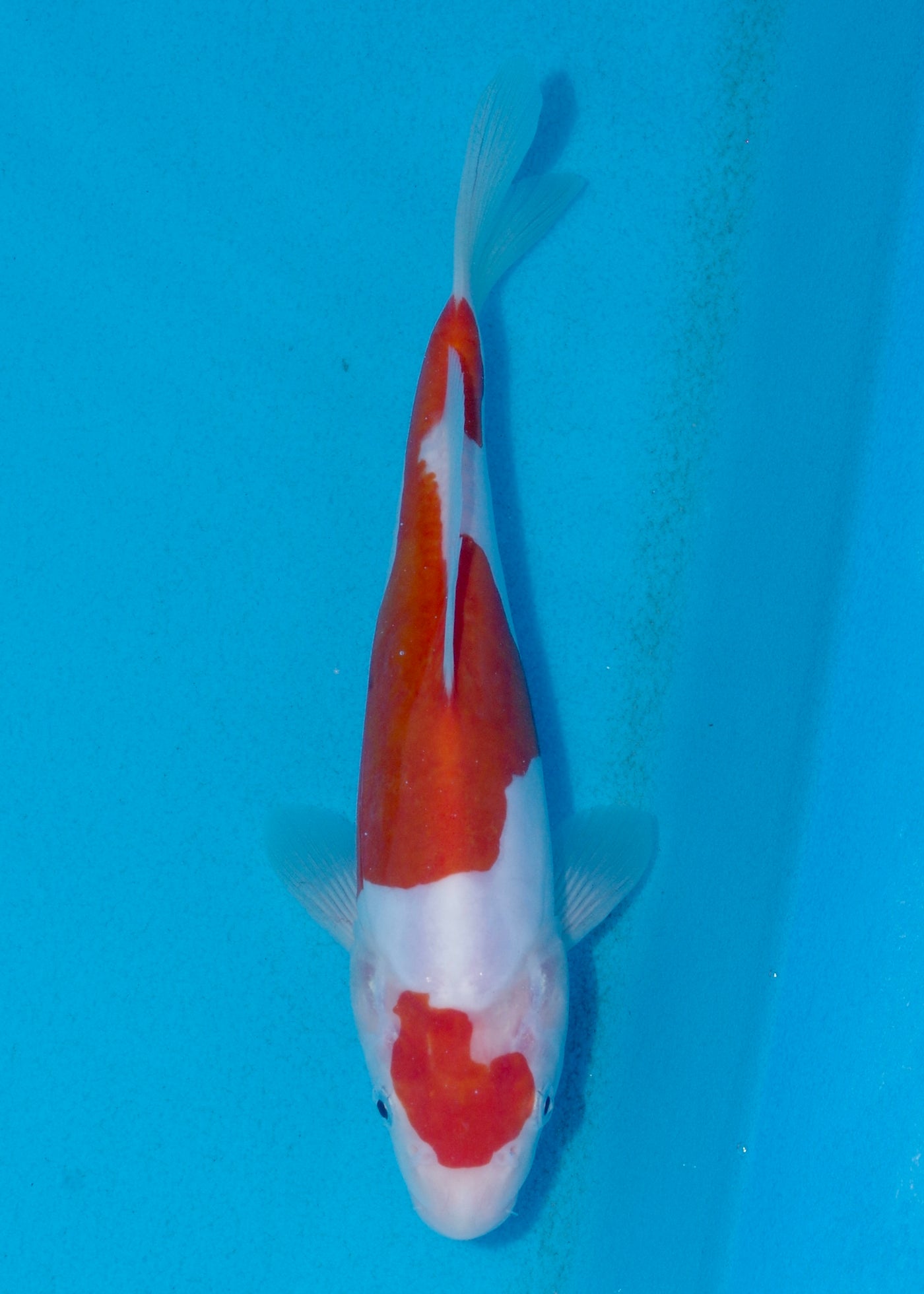 24cm Doitsu Kohaku (Shinoda) REF - AUG038