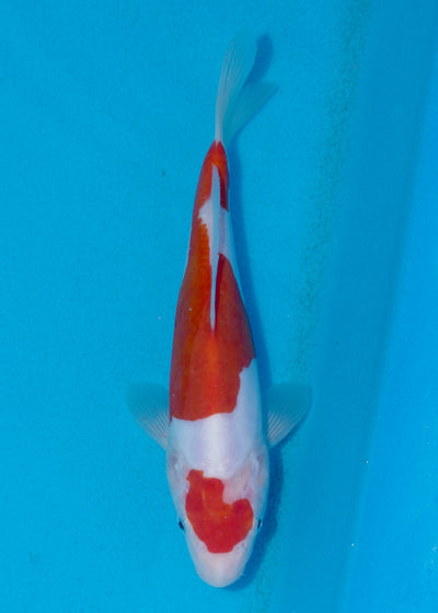 24cm Doitsu Kohaku (Shinoda) REF - AUG038