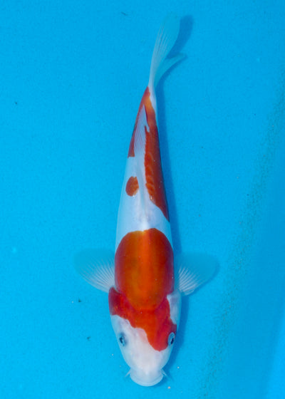 26cm Doitsu Kohaku (Shinoda) REF - AUG039