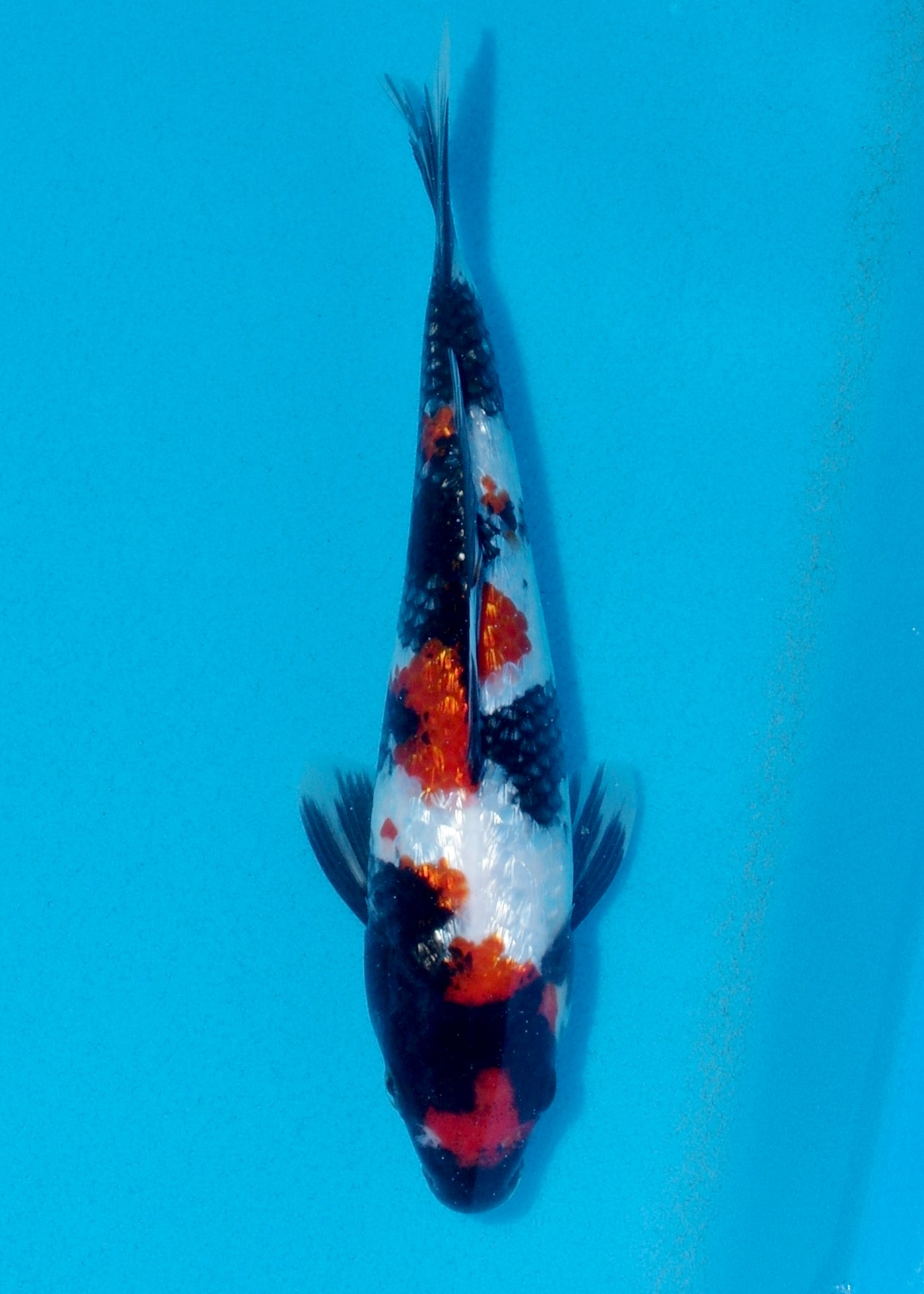 25cm Ginrin Showa (Shinoda) REF - AUG003