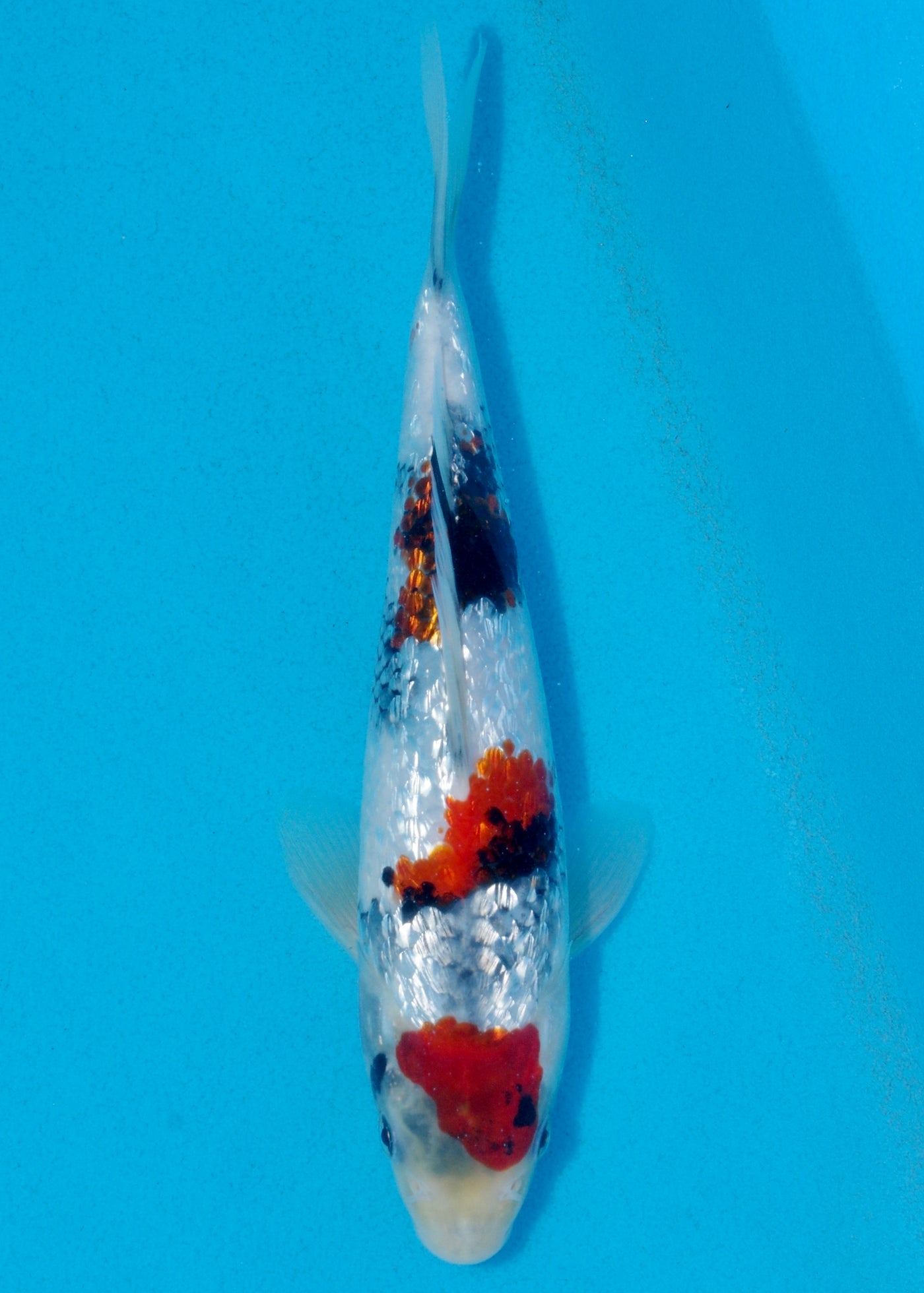 25cm Ginrin Showa (Shinoda) REF - AUG004
