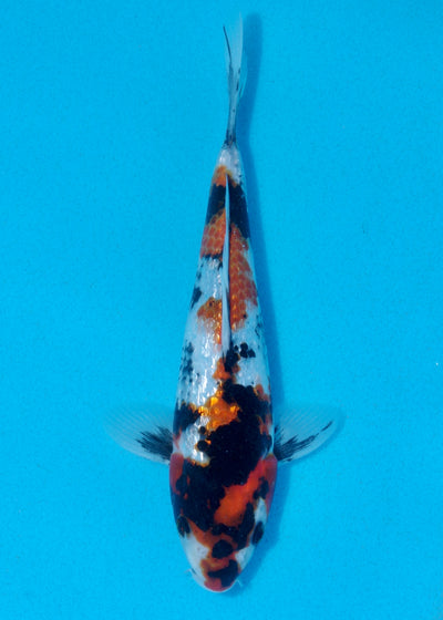 24cm Ginrin Showa (Shinoda) REF - AUG005