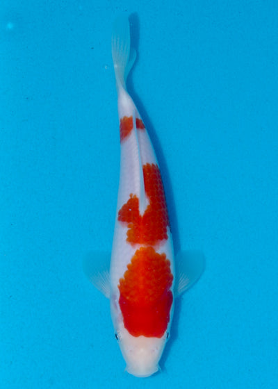 23cm Kohaku (Marudo) REF - AUG007