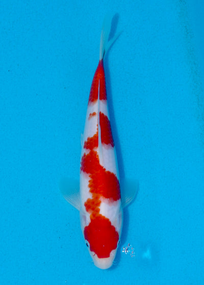 22cm Kohaku (Marudo) REF - AUG008