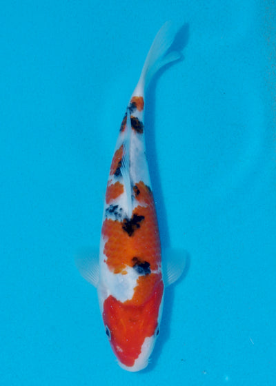 24cm Sanke (Marudo) REF - AUG009