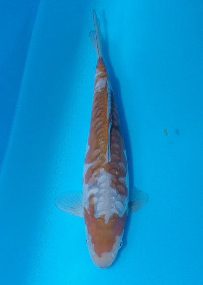 26cm Doitsu Ochiba REF SRR05-M007