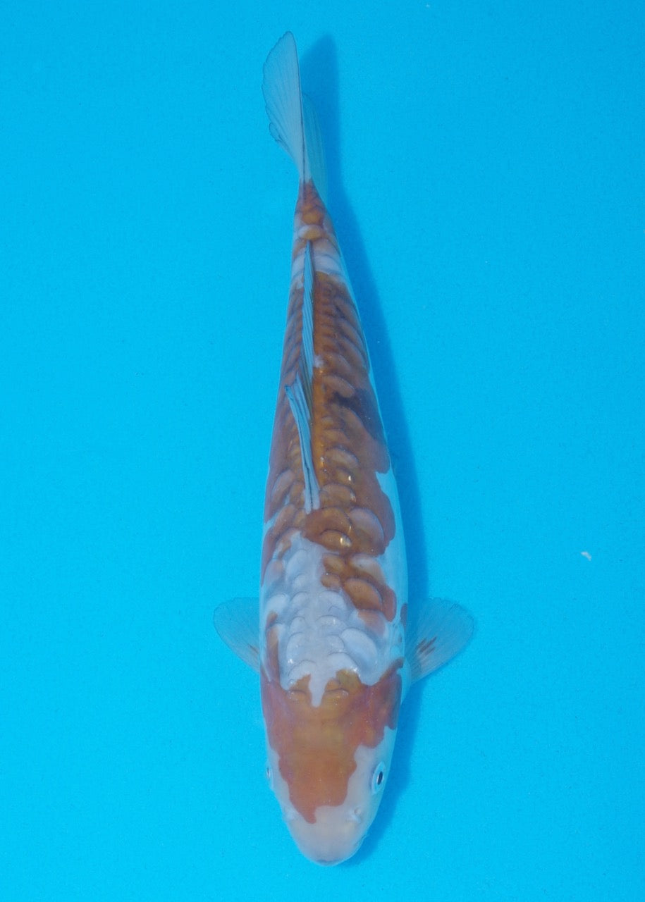 26cm Doitsu Ochiba REF SRR05-M007