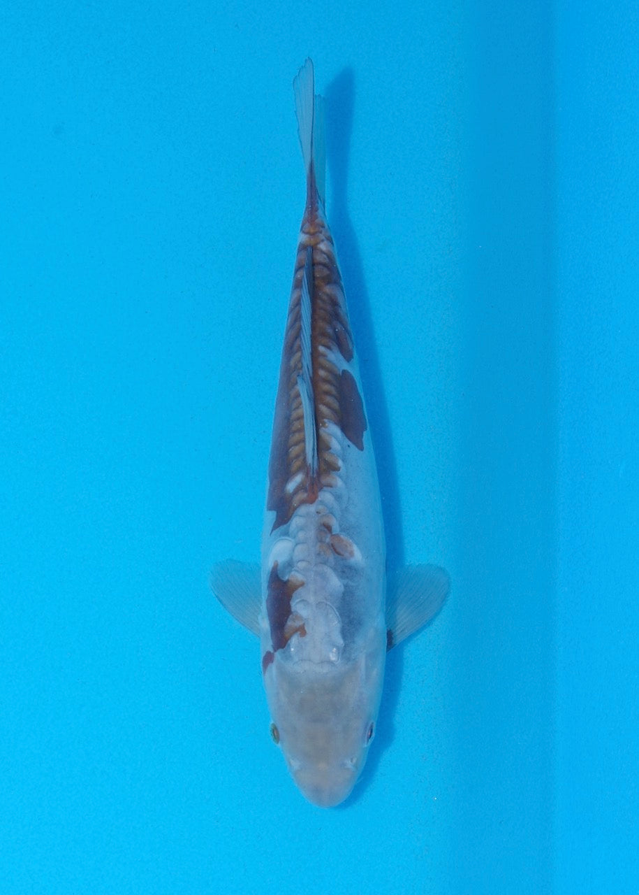 23cm Doitsu Ochiba REF SRR05-M010