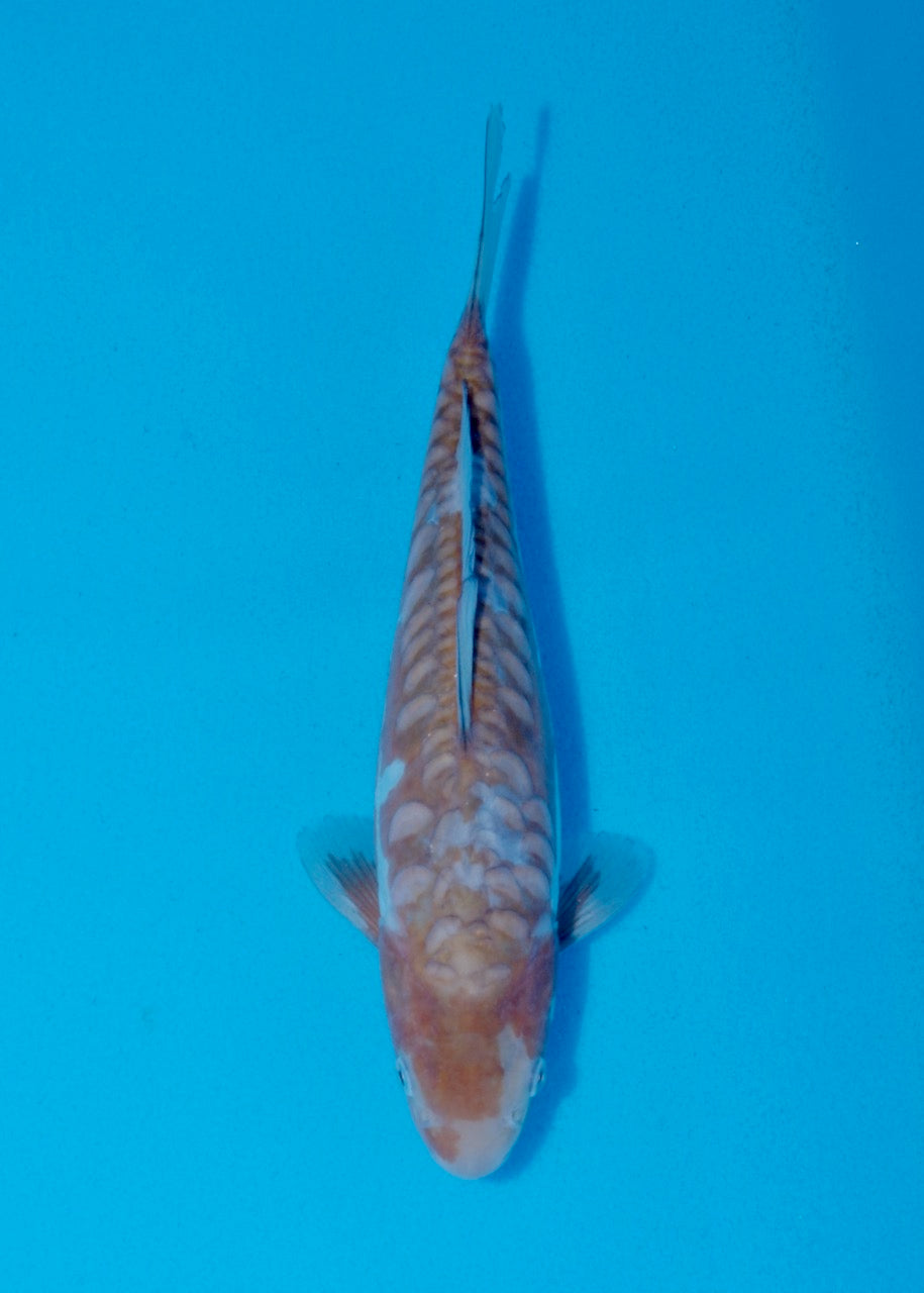 25cm Aragoke (Ochiba) REF SRR05-M011