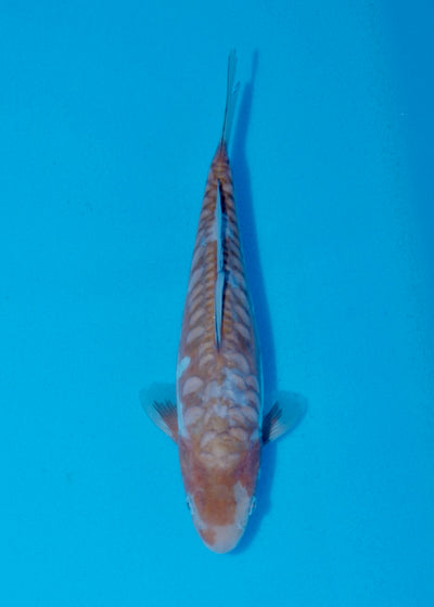 25cm Aragoke (Ochiba) REF SRR05-M011