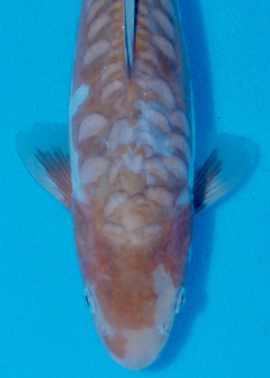 25cm Aragoke (Ochiba) REF SRR05-M011