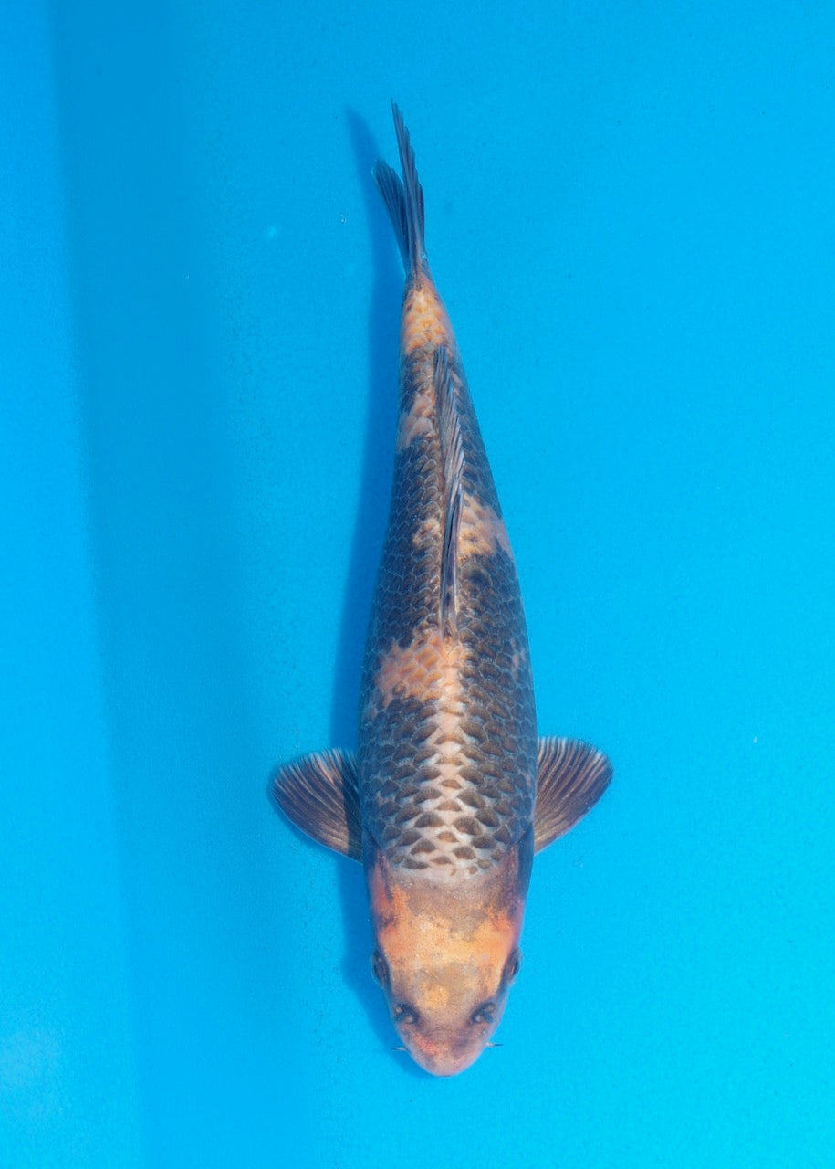 27cm Kin Ki Utsuri REF SRR05-M014
