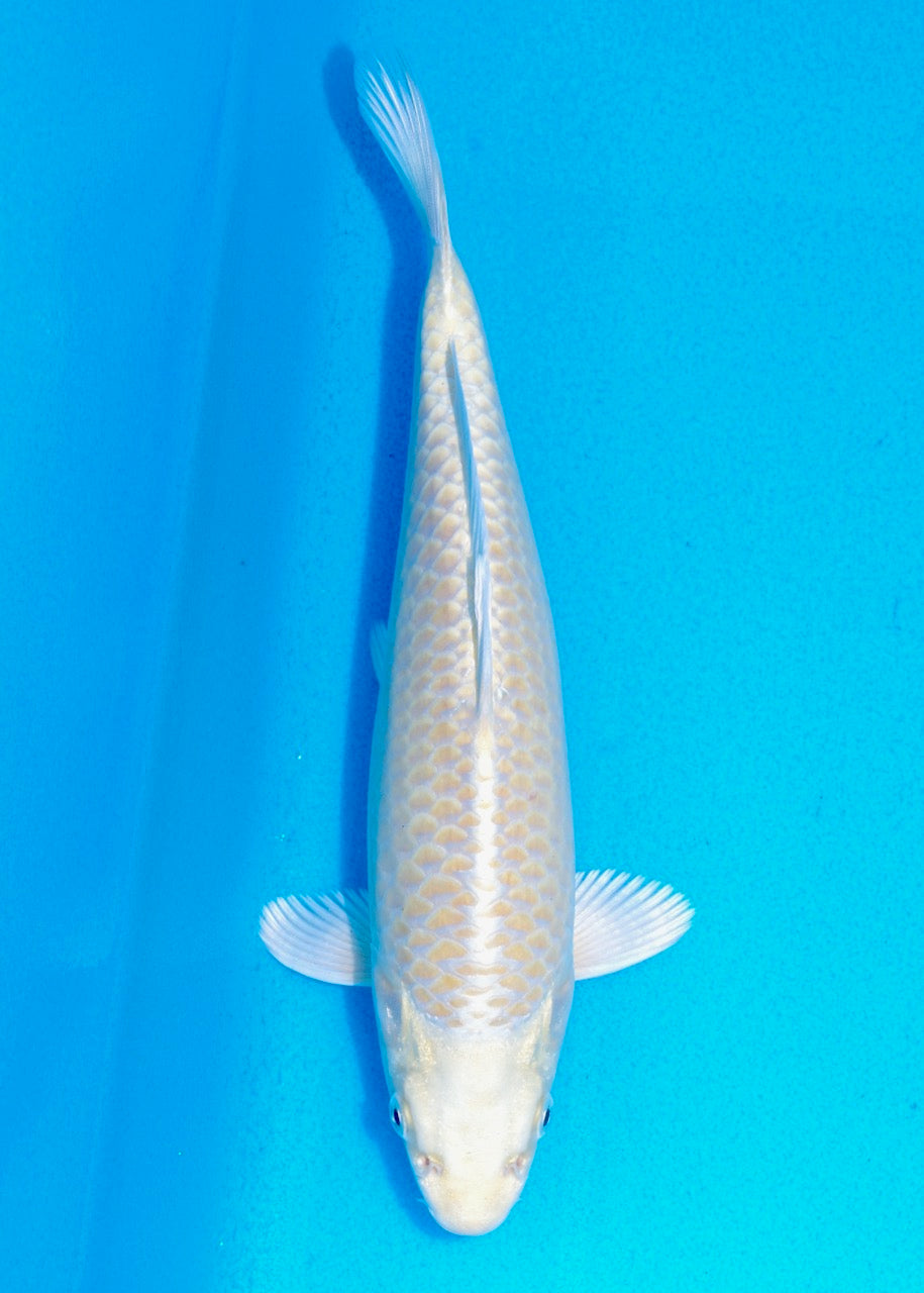 27cm Yamabuki REF SRR05-M015