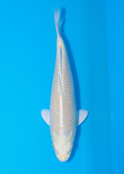 27cm Yamabuki REF SRR05-M015