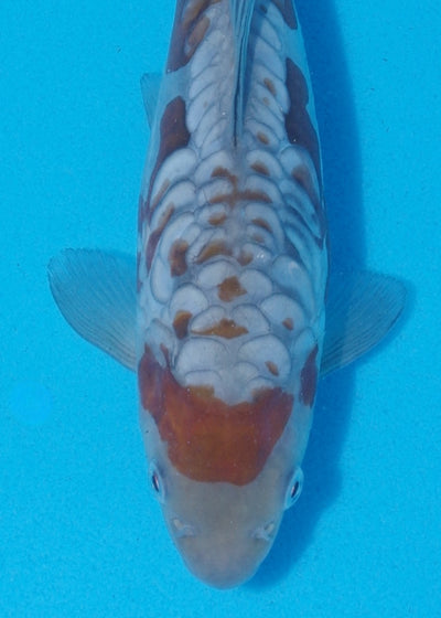 22cm Aragoke (Ochiba) REF SRR05-M004