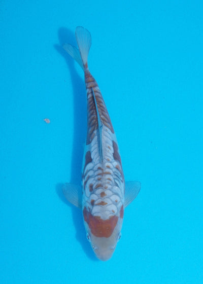22cm Aragoke (Ochiba) REF SRR05-M004
