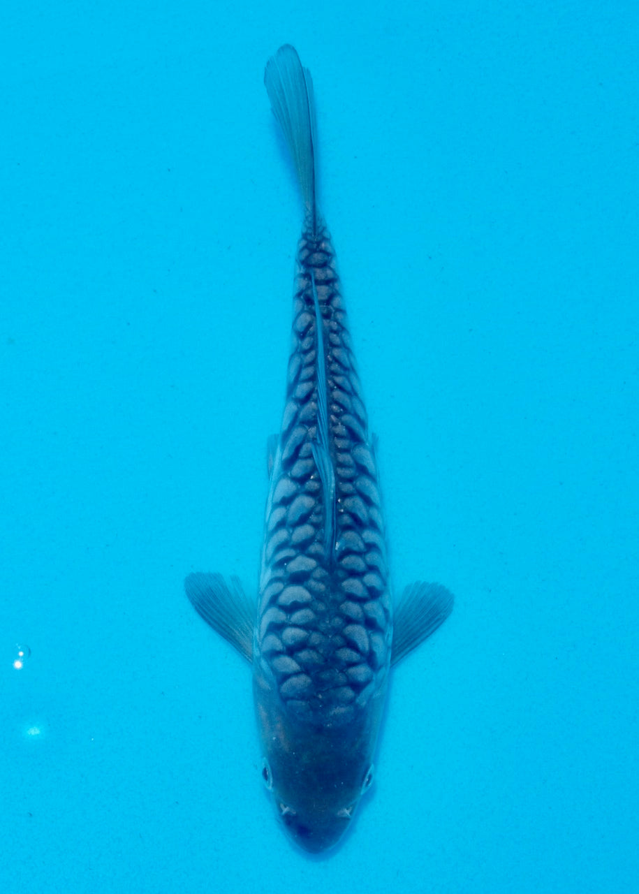 21cm Aragoke (Soragoi) REF SRR05-M005