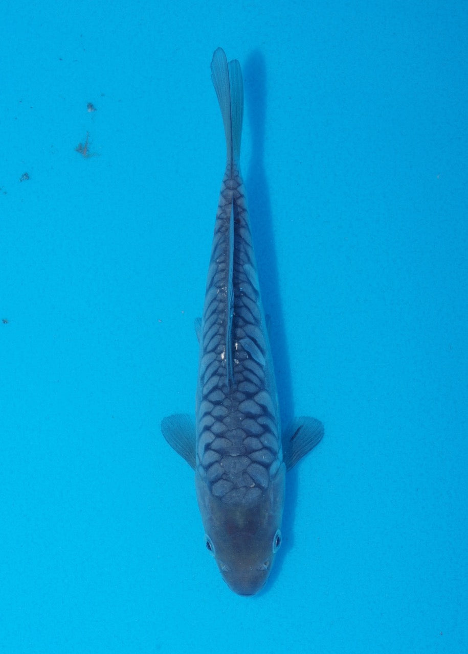 19cm Aragoke (Soragoi) REF SRR05-M026