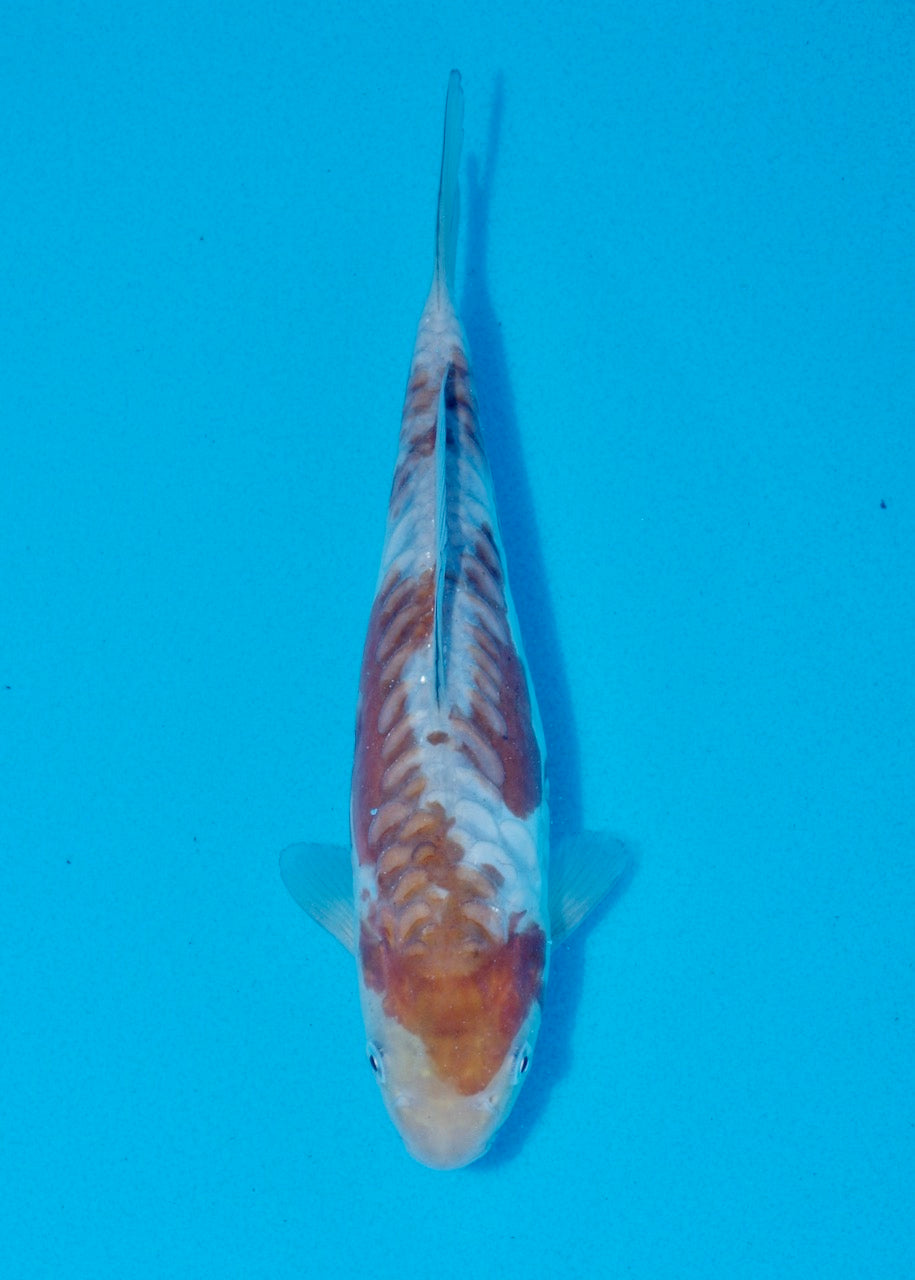 22cm Doitsu Ochiba REF SRR05-M016