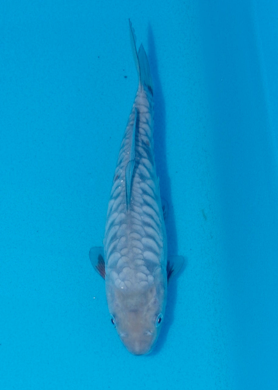 20cm Aragoke (Soragoi) REF SRR05-M018