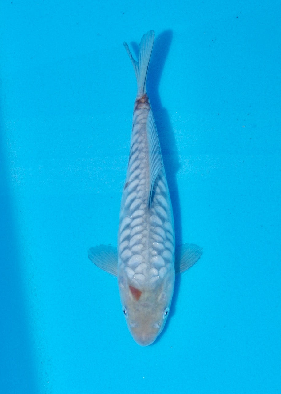 19cm Aragoke (Soragoi) REF SRR05-M019