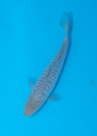 17cm Aragoke (Soragoi) REF SRR05-M022