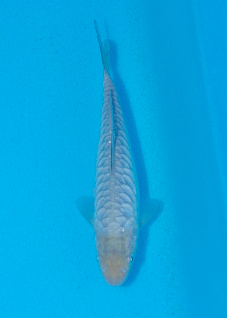 17cm Aragoke (Soragoi) REF SRR05-M022