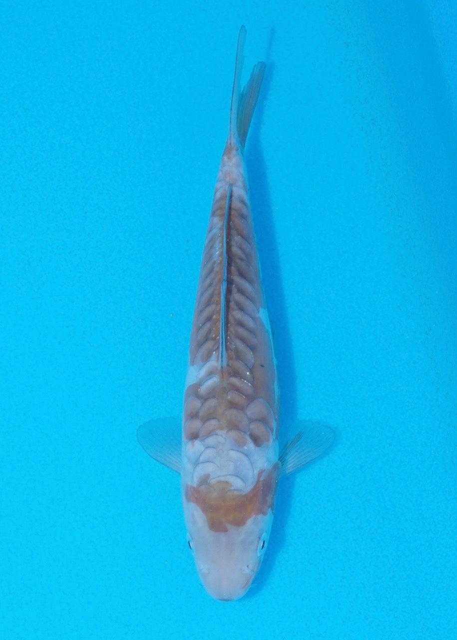 18cm Doitsu Ochiba REF SRL05-M038