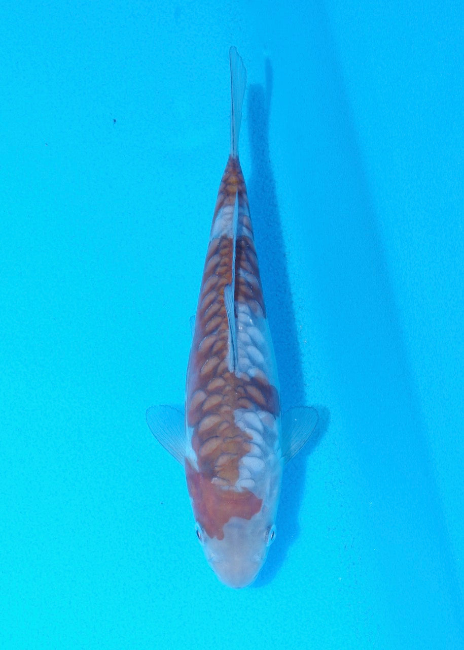 19.5cm Aragoke (Ochiba) REF SRL05-M027