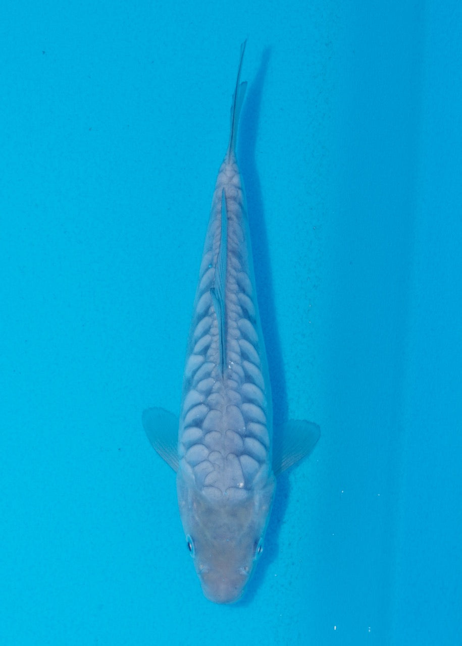 19cm Aragoke (Soragoi) REF SRL05-M028