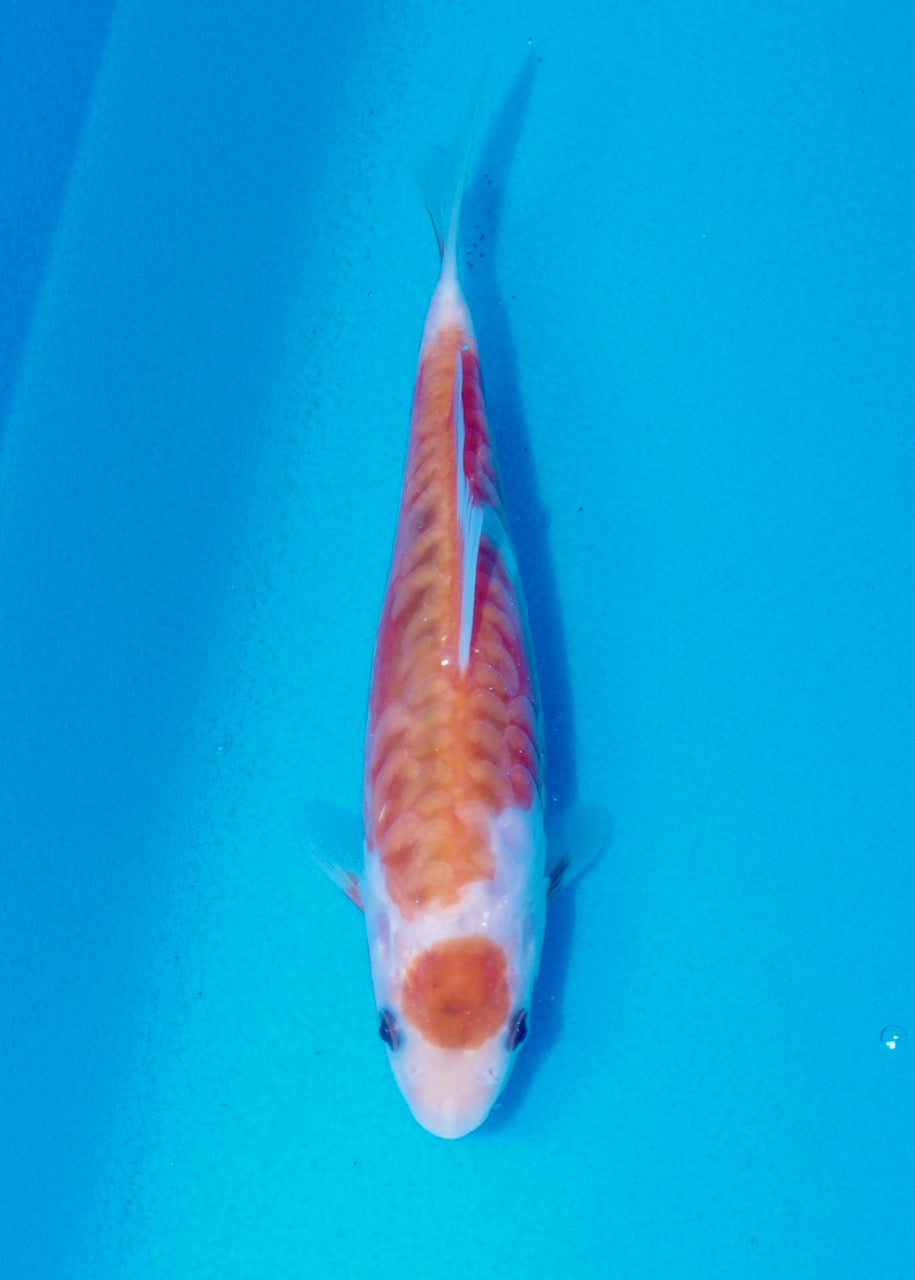 18cm Aragoke (Kohaku) REF SRL05-M029