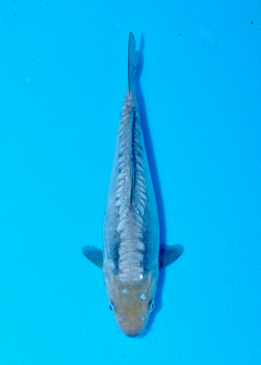 22cm Doitsu Soragoi REF SRL05-M030