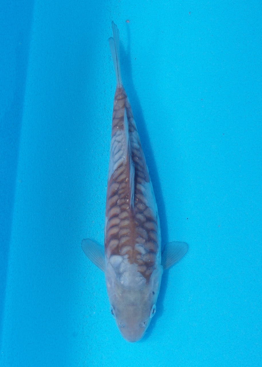 17cm Aragoke (Ochiba) REF SRL05-M031