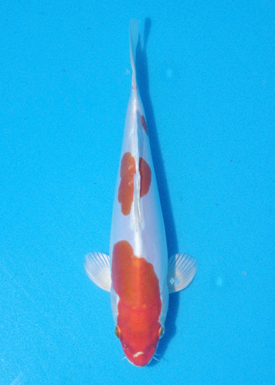 22.5cm Kikisui (Byer Koi Farm) REF - MA58