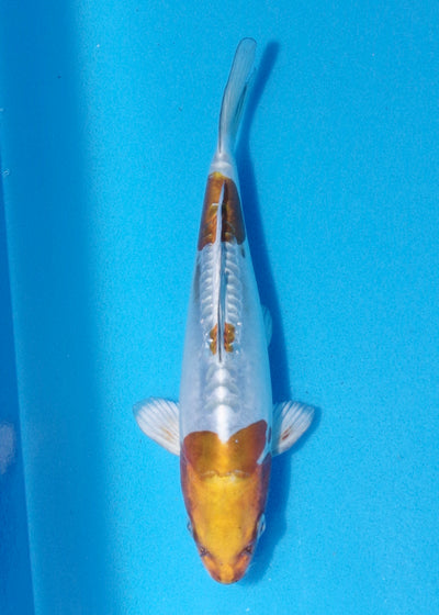 24cm Doitsu Kogane Ochiba (Byer Koi Farm) REF - MA55