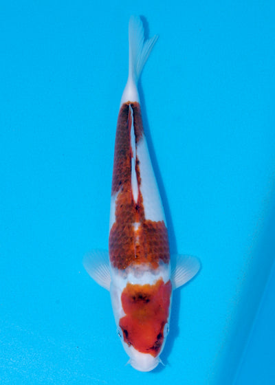 33cm Budo Goromo (Marujyu) REF - OCT020