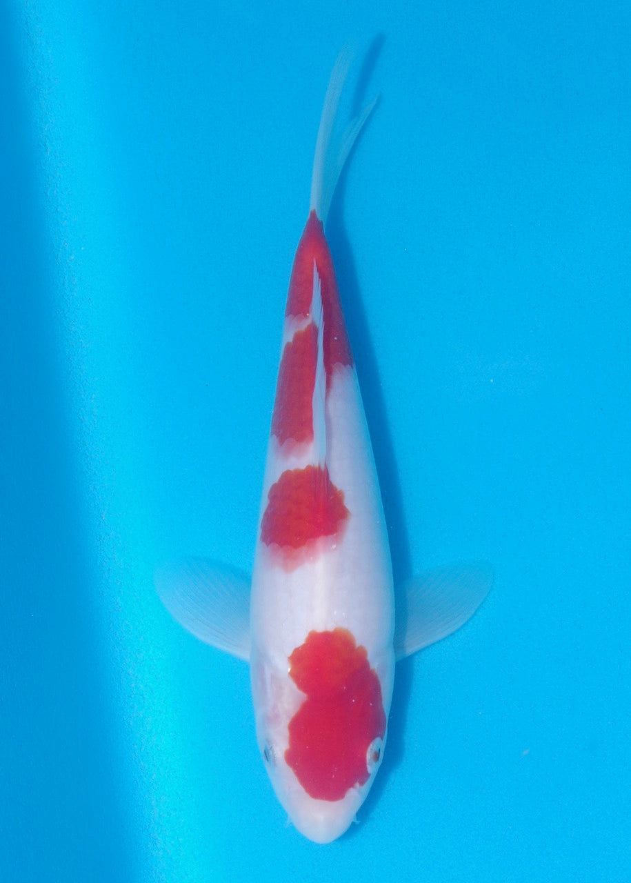 24cm Kohaku REF SRL02-J017