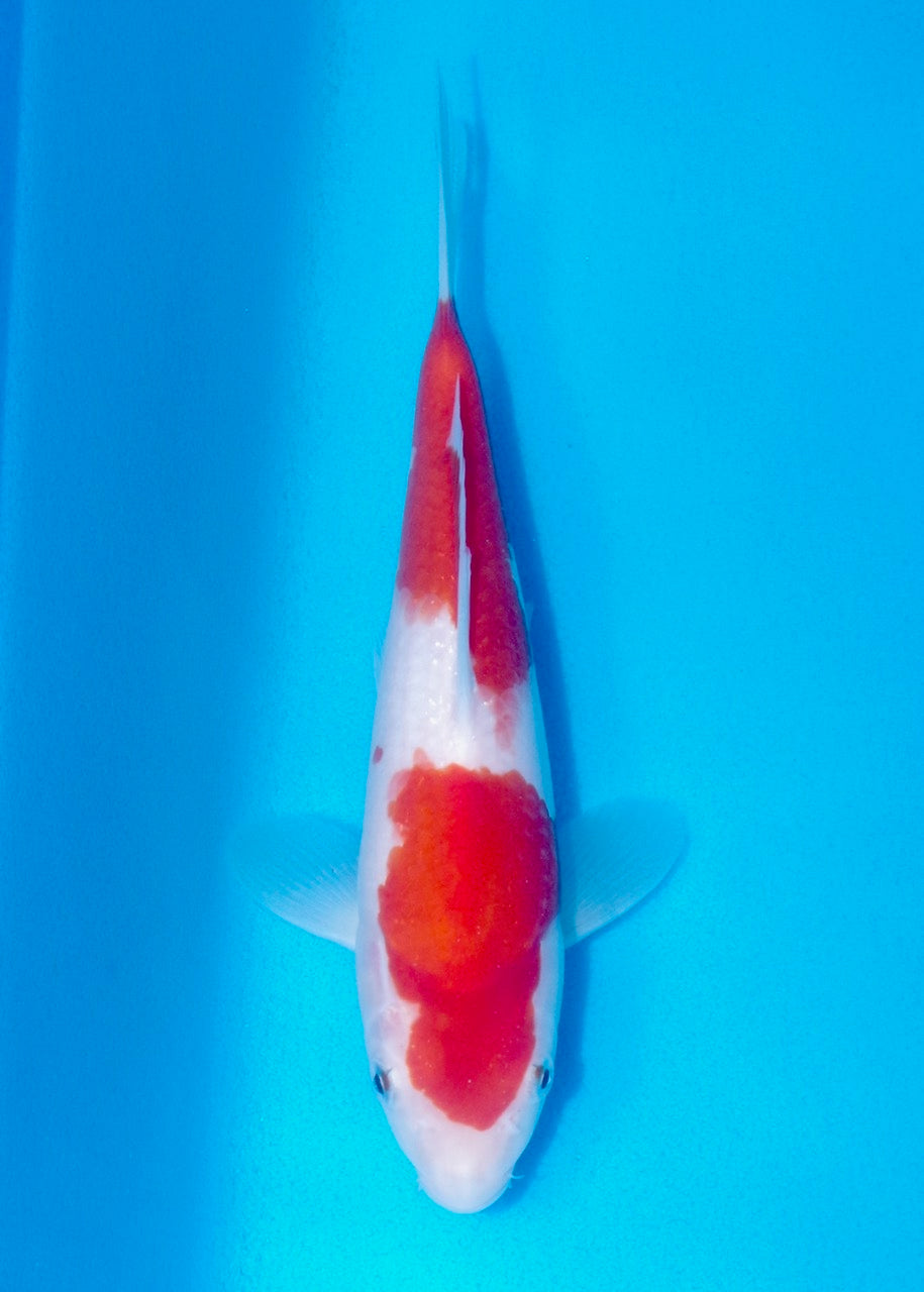 25cm Kohaku REF SRL02-J009