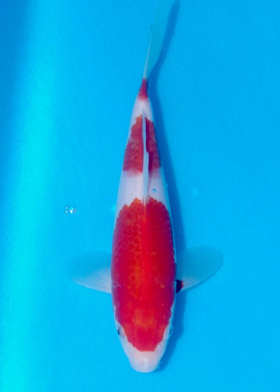 23cm Kohaku REF SRL02-J011