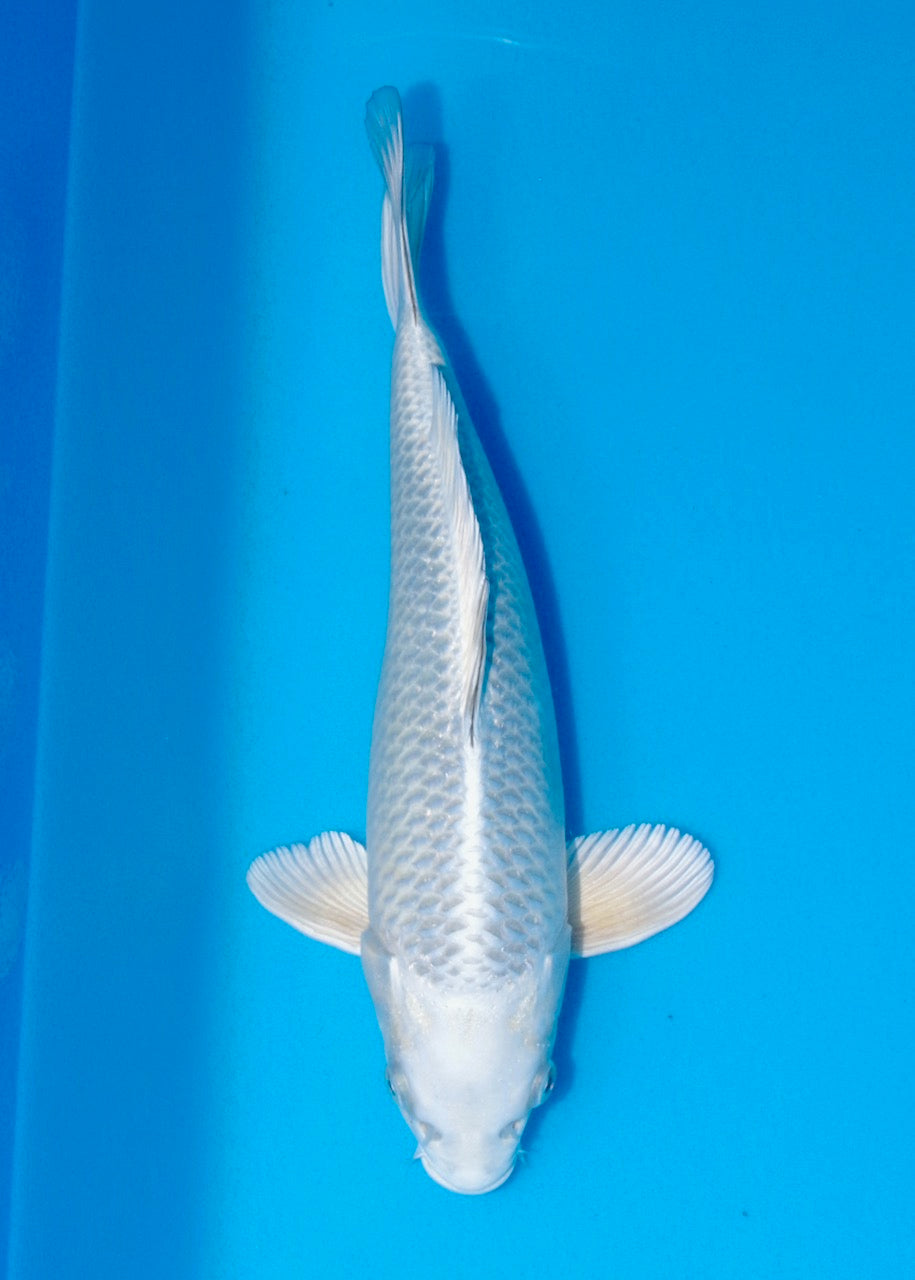 33cm Mukashi Ogon REF SRL02-J012