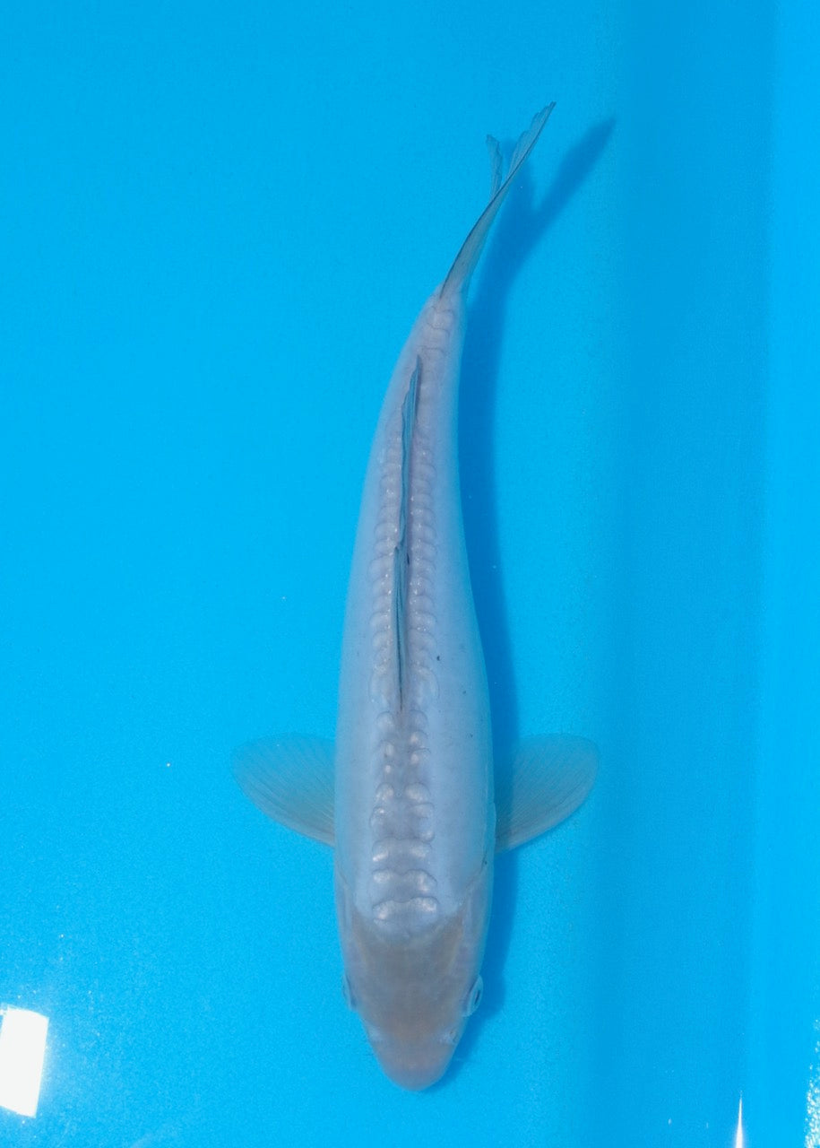 28cm Doitsu Soragoi REF SRL02-J014