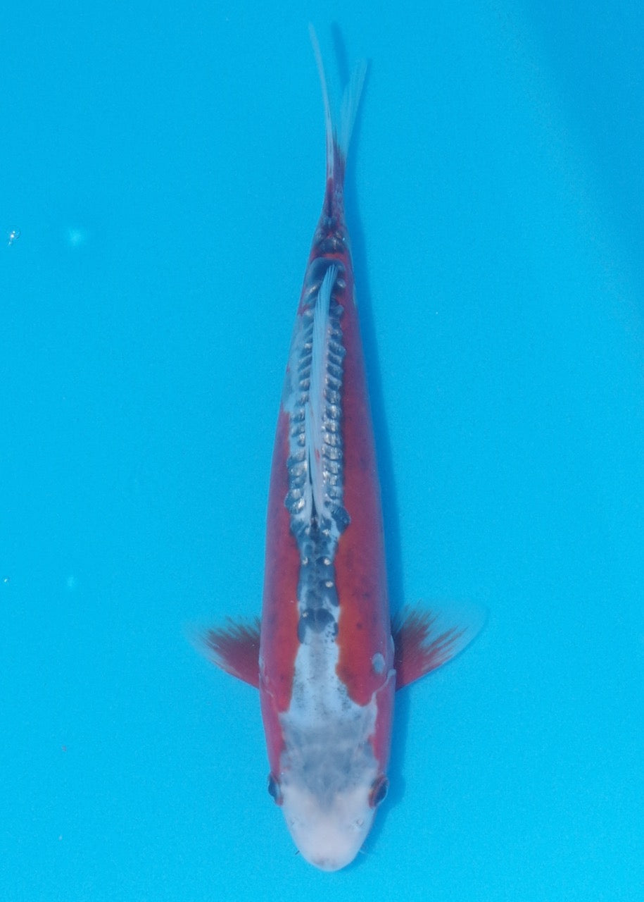 27cm Shusui REF SRL02-J015