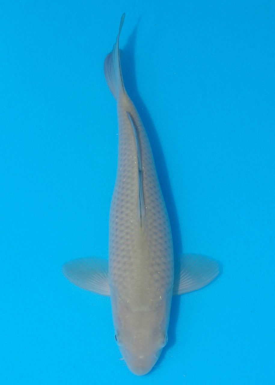 25cm Chagoi REF SRL02-J016