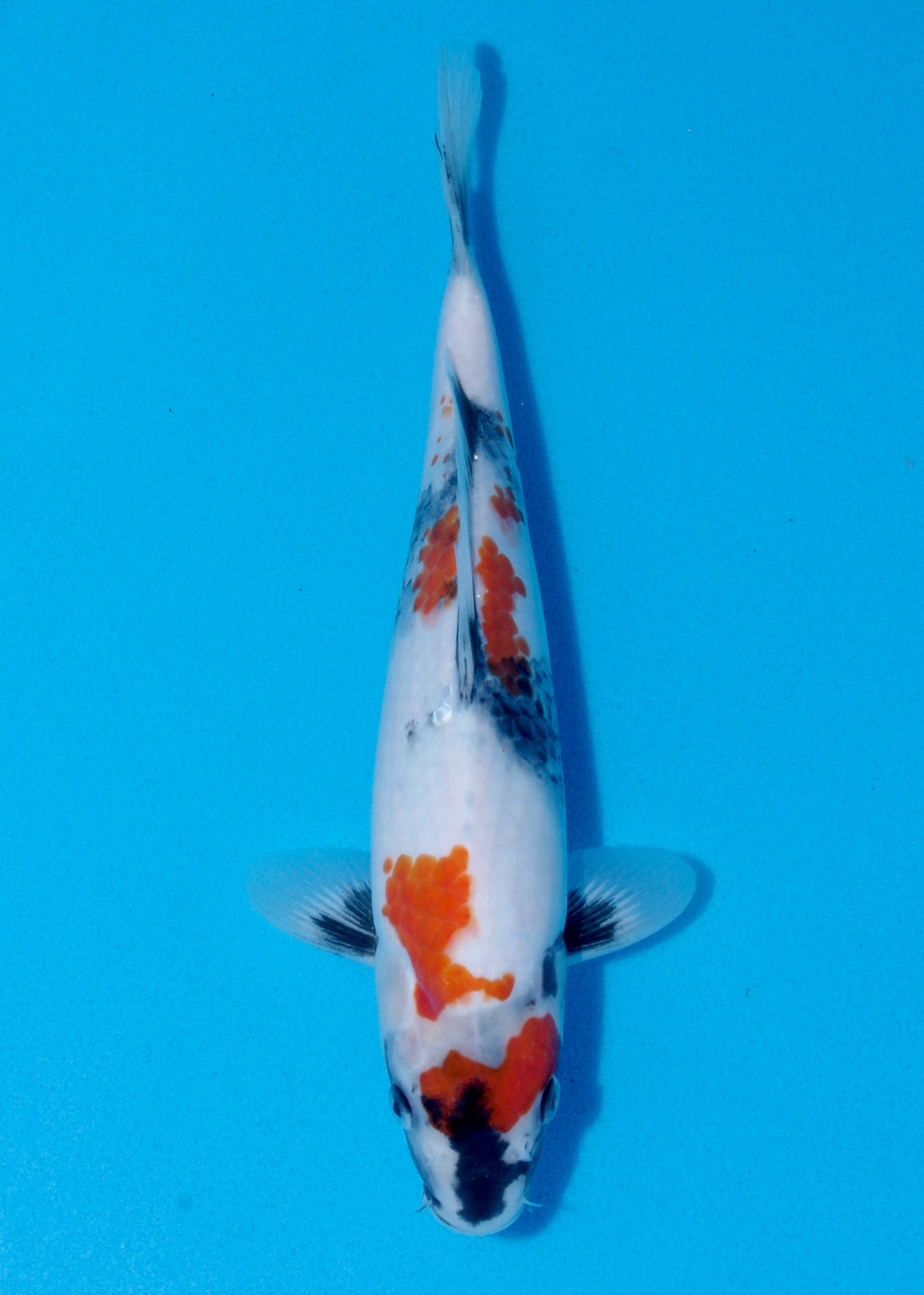 30cm Showa (Marujyu) REF - OCT021