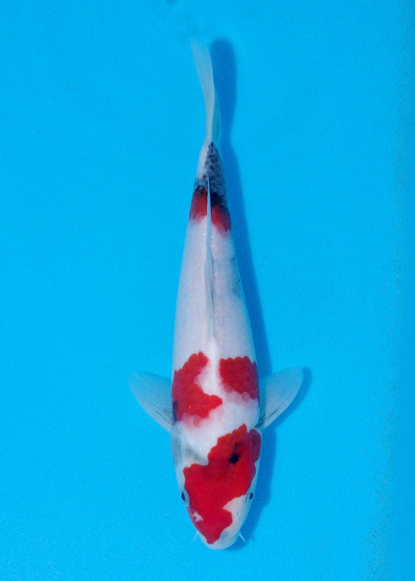 28cm Showa (Marujyu) REF - OCT022