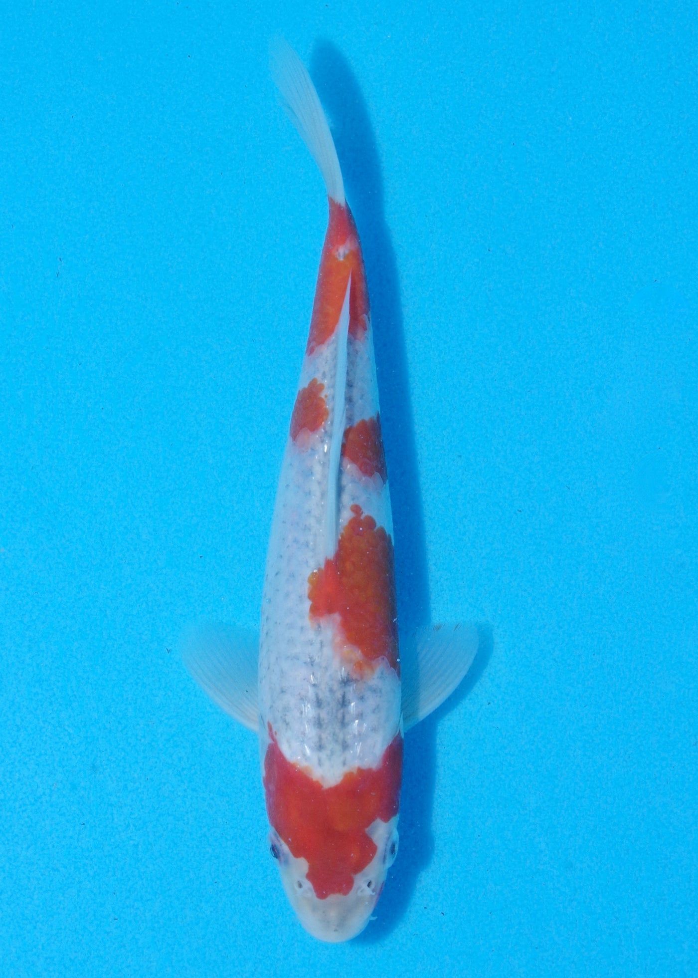 21.5cm Goshiki (Byer Koi Farm) REF - MA61
