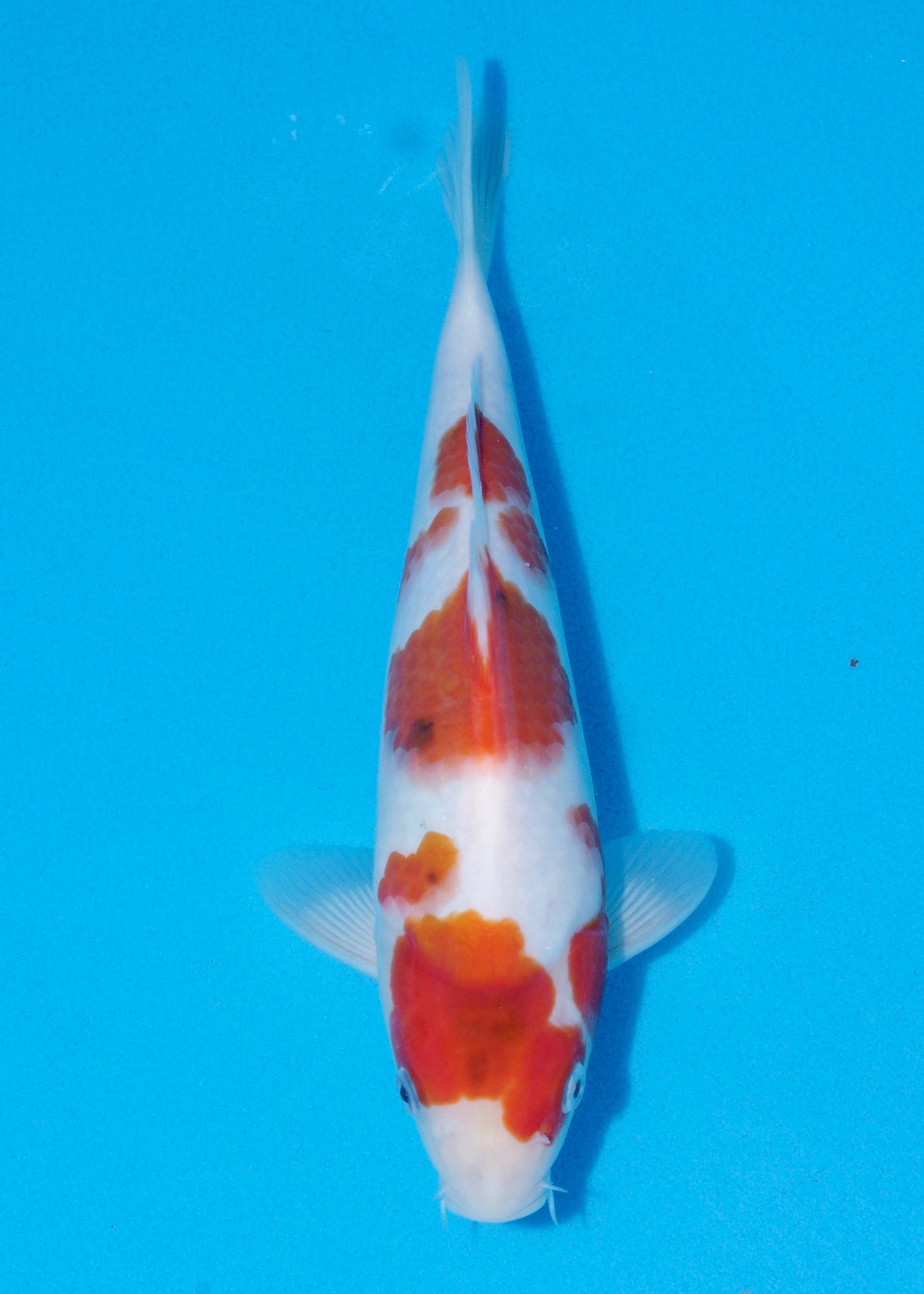 29cm Showa (Marujyu) REF - OCT023