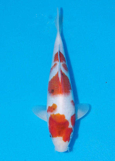 29cm Showa (Marujyu) REF - OCT023